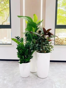 知晓江北花木出租价，省钱小妙招