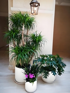 深度解析海曙花卉租摆方案，尽享花卉之美