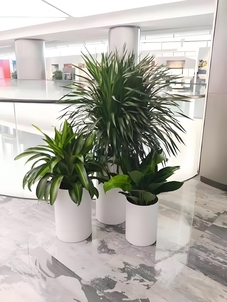 镇海绿植出租价格大比拼，哪家才是性价比之王？